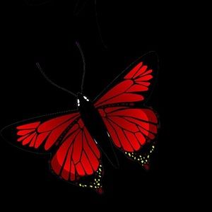 Meet your Posher, Lynette